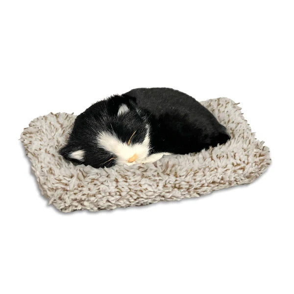 Perfect Petzzz B&W Domestic Shorthair Kitten