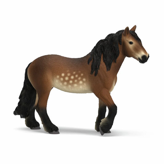 North Swedish Cold Blooded Mare