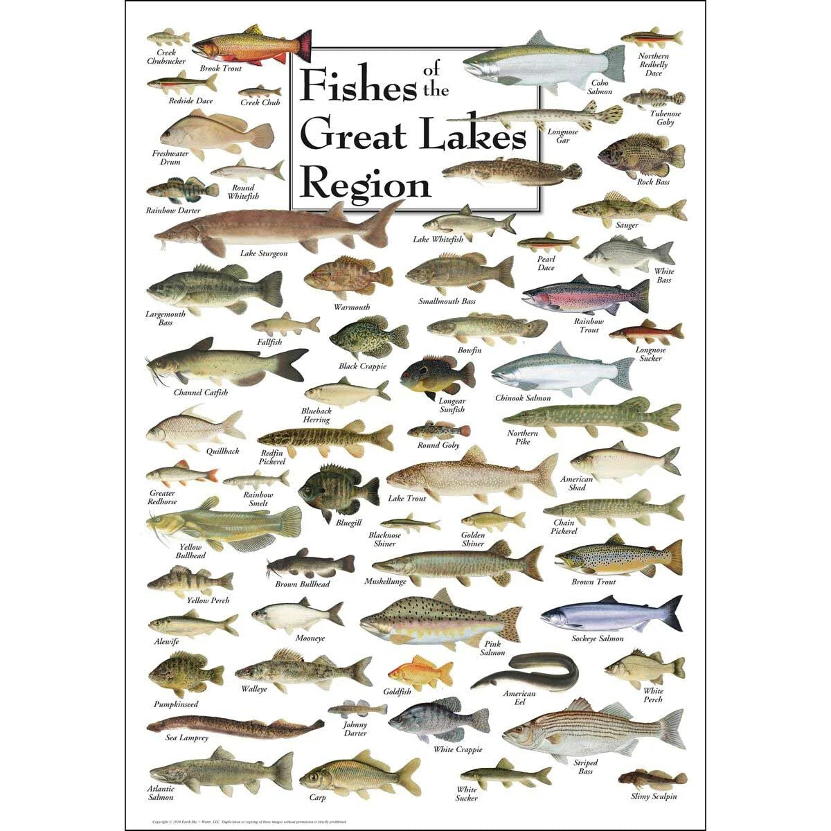 FISH OF GREAT LAKES PUZZLE