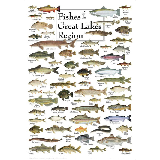 FISH OF GREAT LAKES PUZZLE
