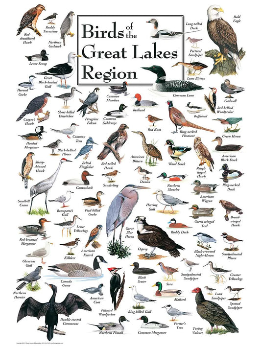 BIRDS GREAT LAKES PUZZLE