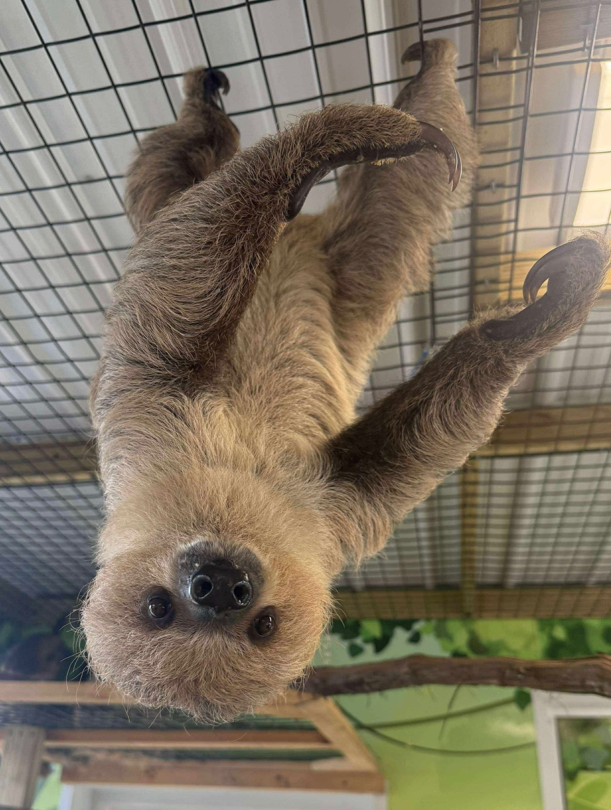 2 PERSON SLOTH ENCOUNTER GIFT CERTIFICATE