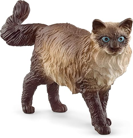 Ragdoll Cat